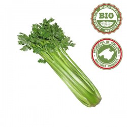 Green celery trunk (1kilo)