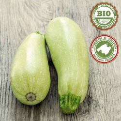 Courgette (500gr)
