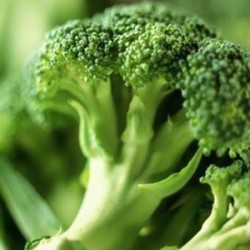 Broccoli eenheid
