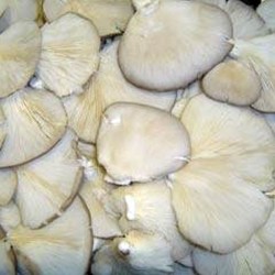 Mushrooms, Oyster or Girgolas (tray)