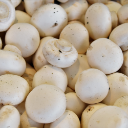 mushrooms (500gr)