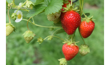 Ecological strawberries