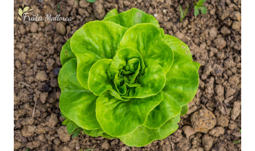 Lettuce, the healthy choice